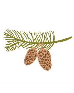 pine branch with cone