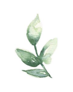 green branch watercolor