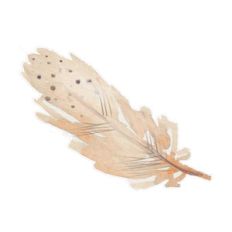 painted watercolor feather