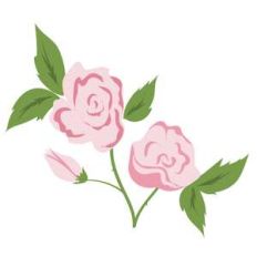 spring rose