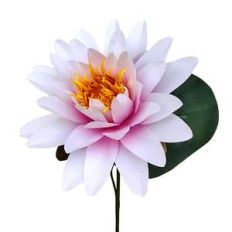 water lily flower 3d
