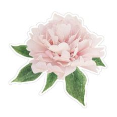 floral illustration peony with leaves