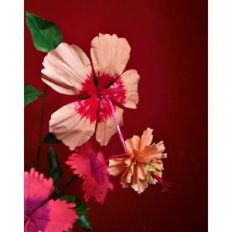 rosa sinensus hibiscus