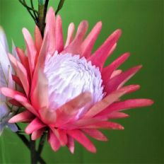 Blooming Protea