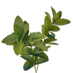 oregano leaves