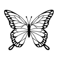 Butterfly insect