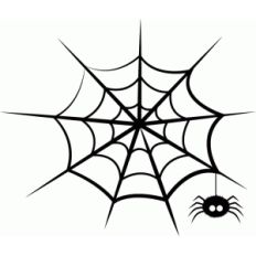 spider web &amp; spider