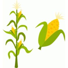 corn stalk and ear