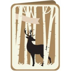 deer in birch forest